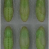 aric artaxerxes pupa2 volg11